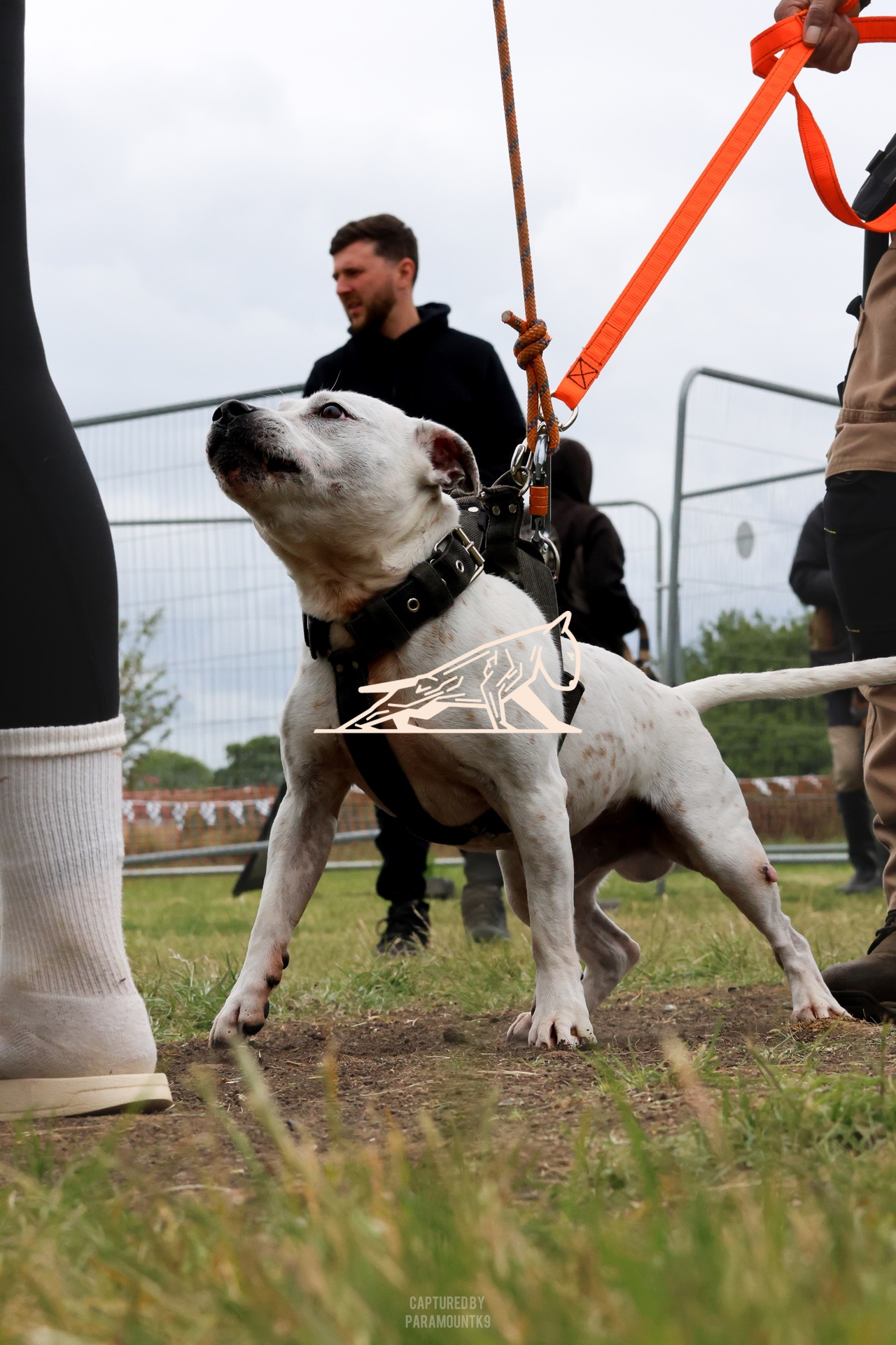 Top Line Canine Summer Opener - Image 104