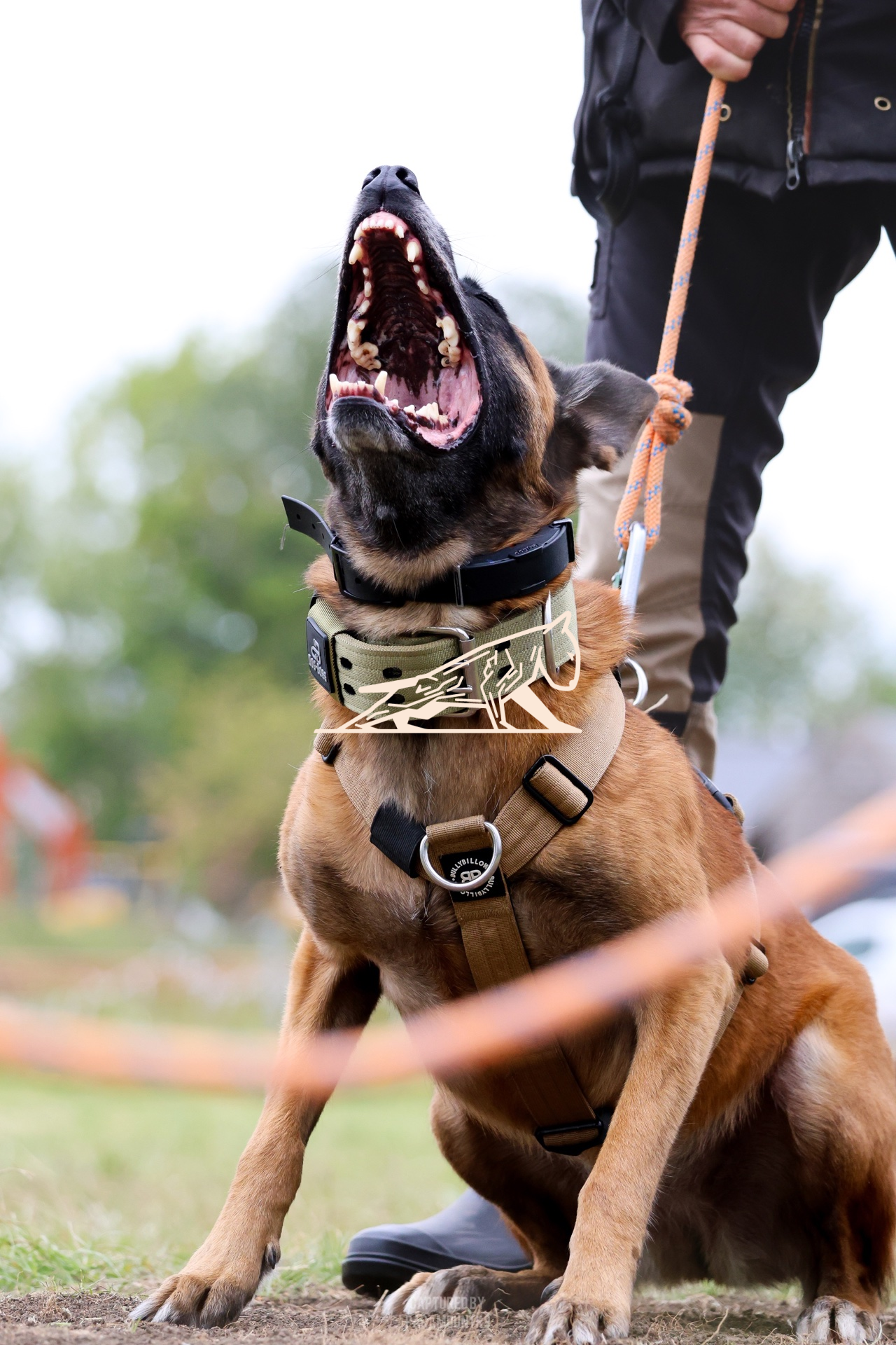 Top Line Canine Summer Opener - Image 105