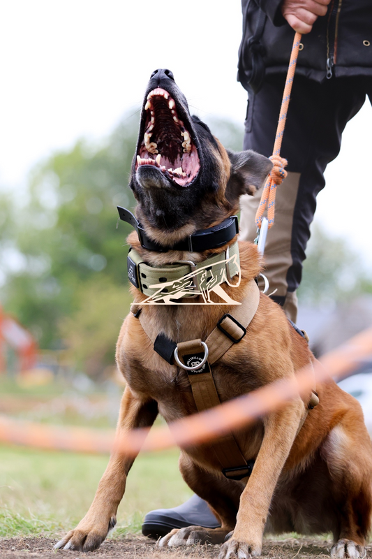 Top Line Canine Summer Opener - Image 105