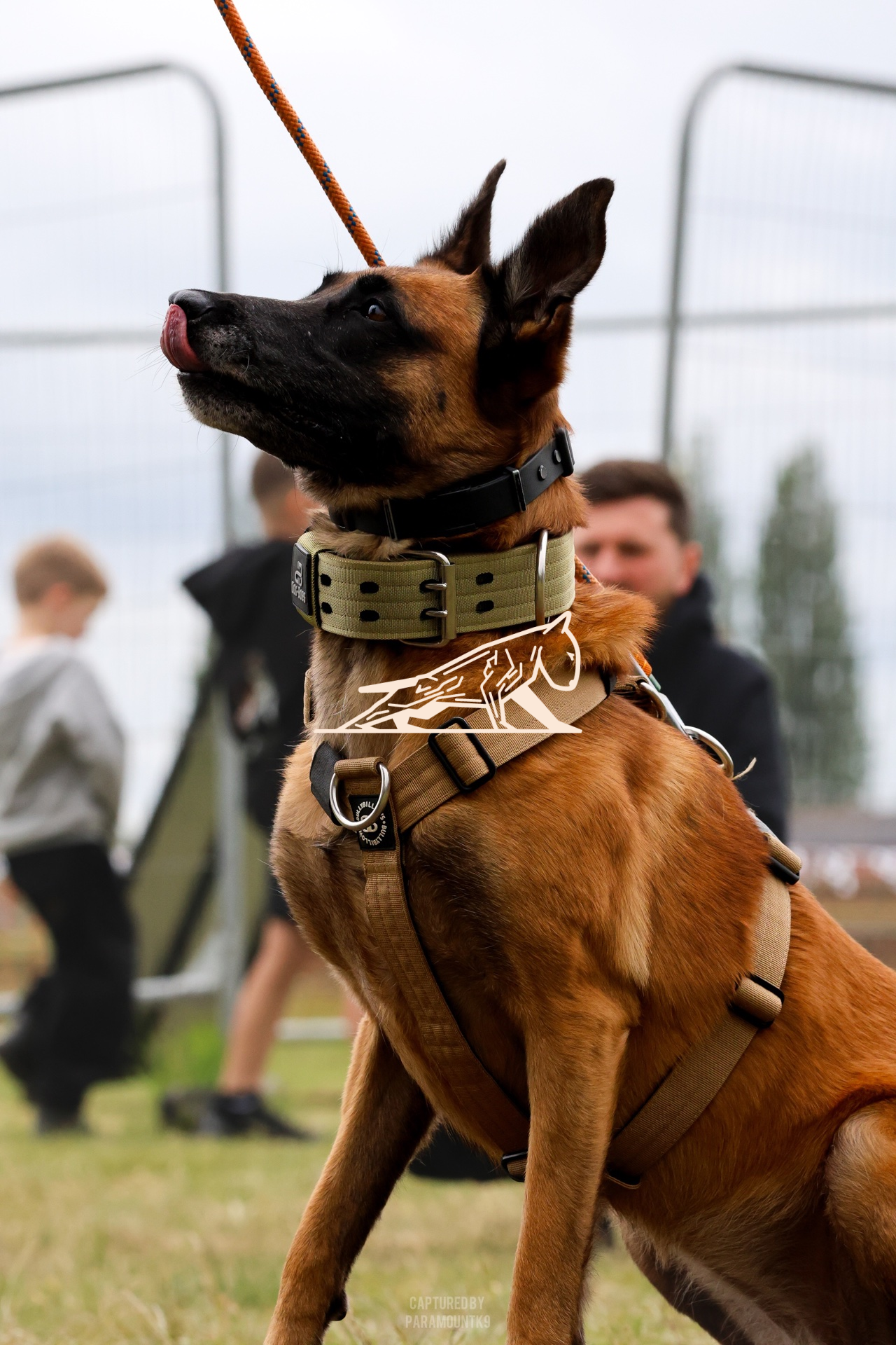 Top Line Canine Summer Opener - Image 106