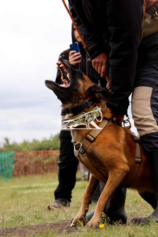 Top Line Canine Summer Opener - Image 107