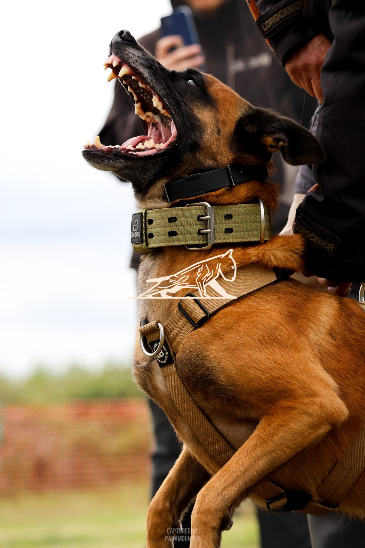 Top Line Canine Summer Opener - Image 109