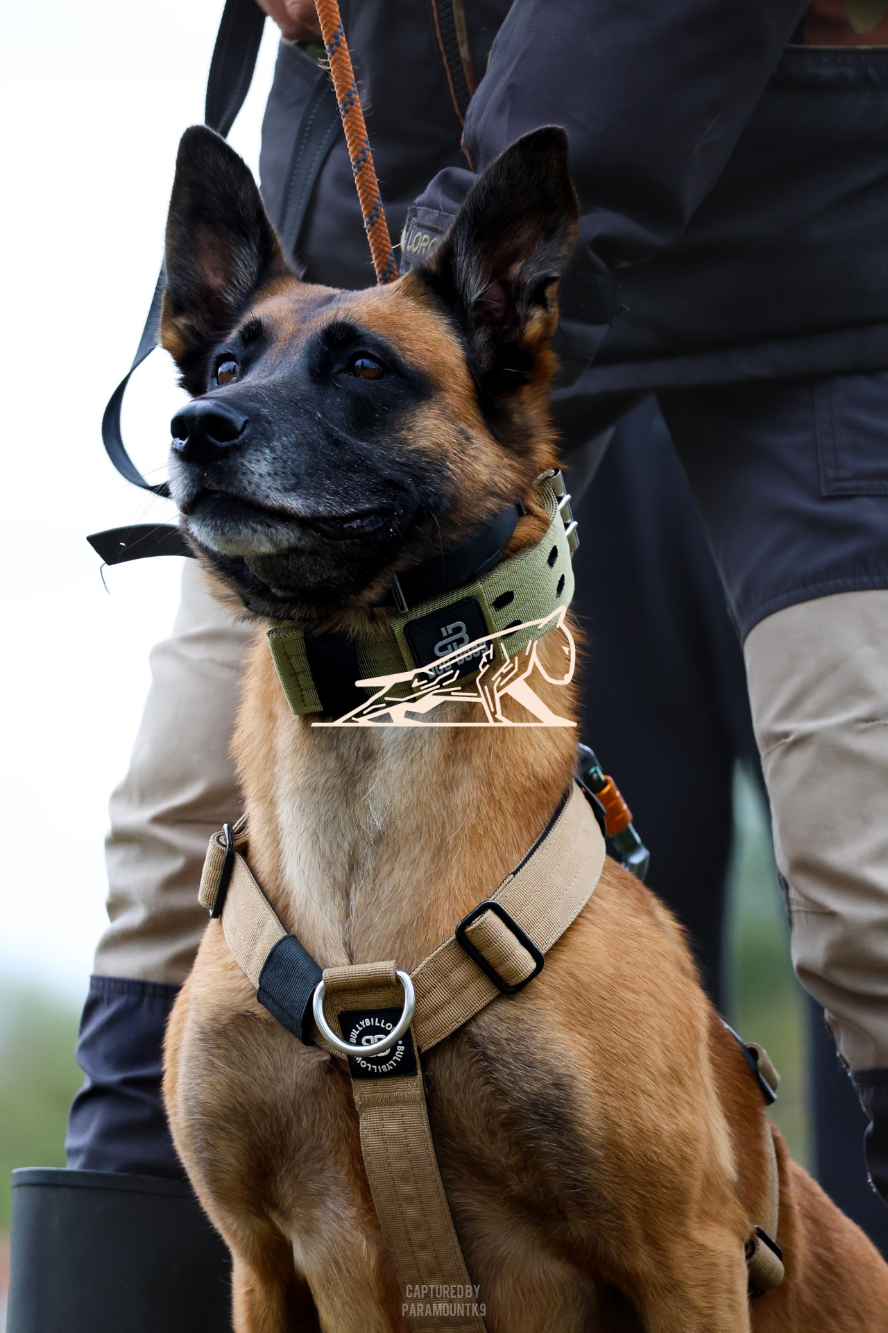Top Line Canine Summer Opener - Image 111