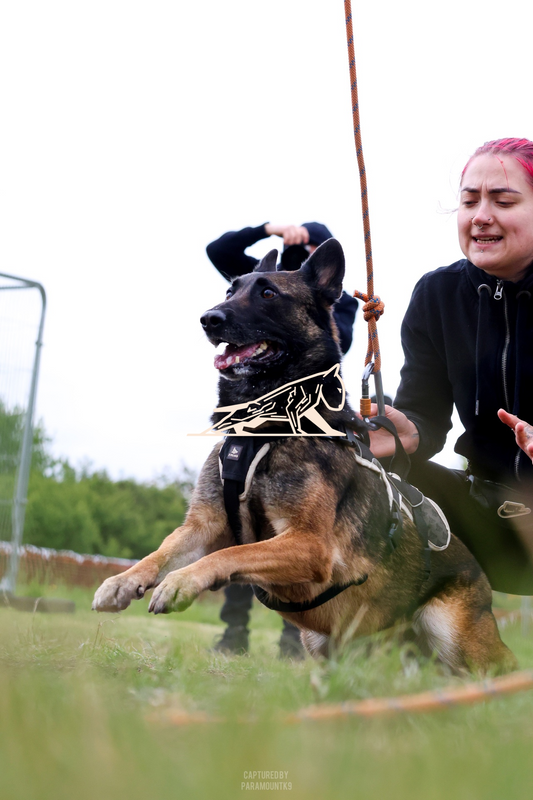 Top Line Canine Summer Opener - Image 114