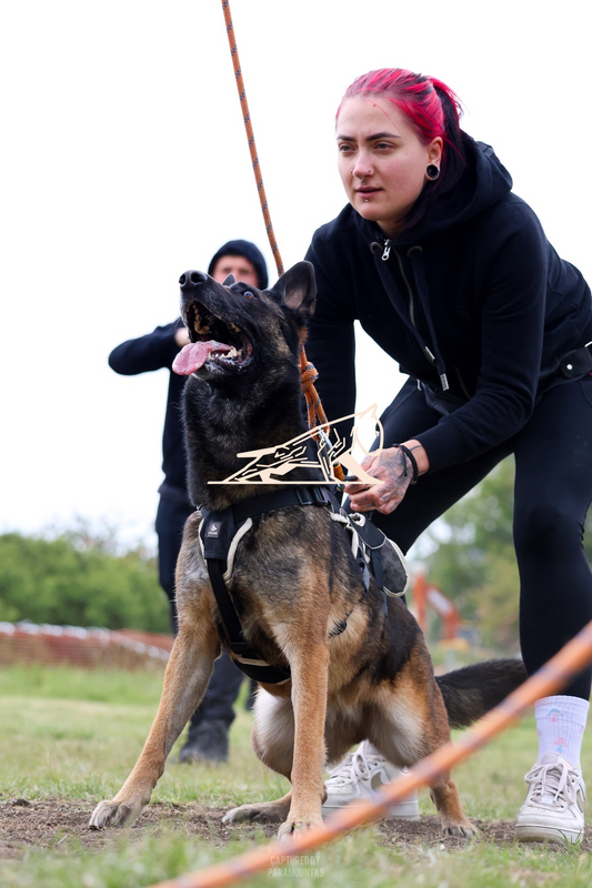 Top Line Canine Summer Opener - Image 115