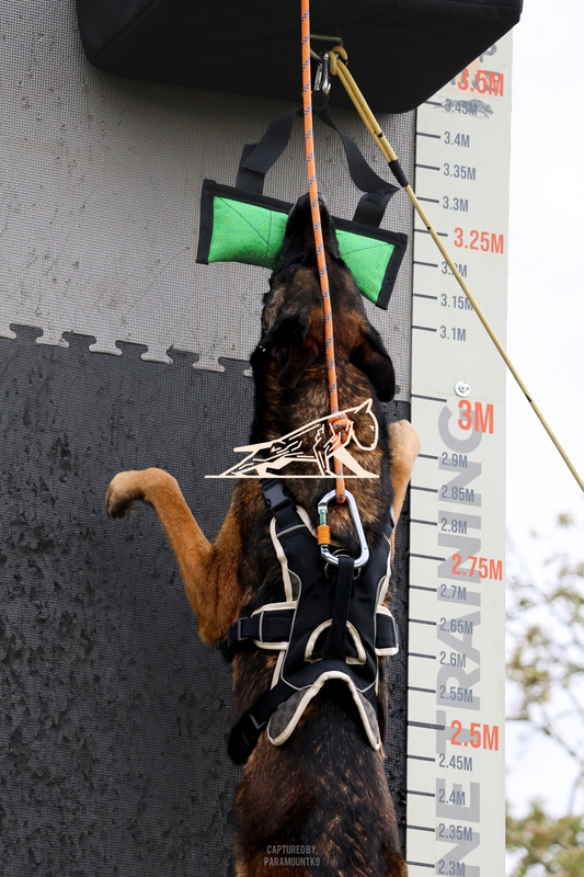 Top Line Canine Summer Opener - Image 118