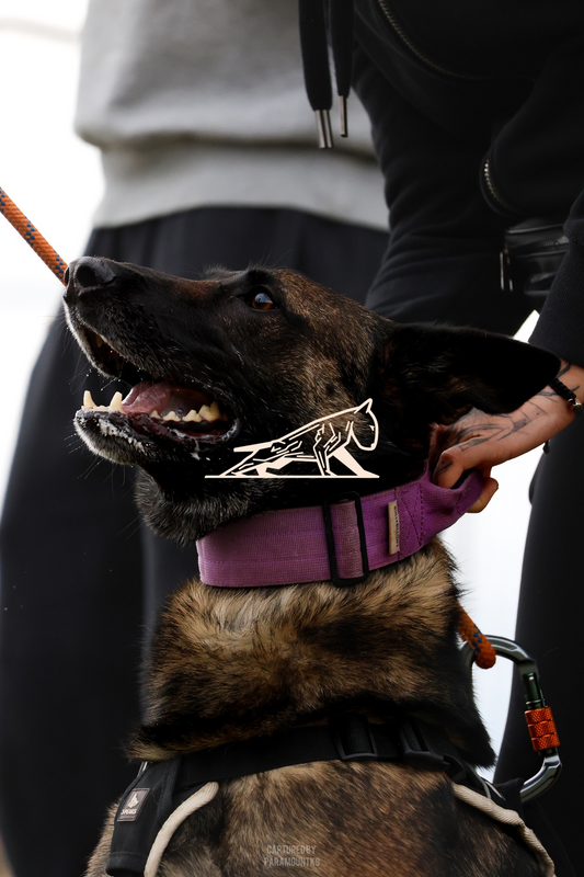 Top Line Canine Summer Opener - Image 119