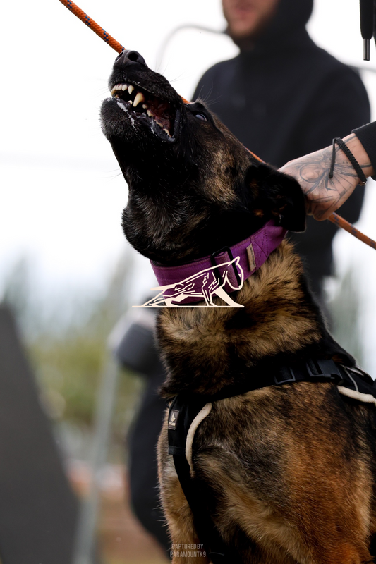 Top Line Canine Summer Opener - Image 120