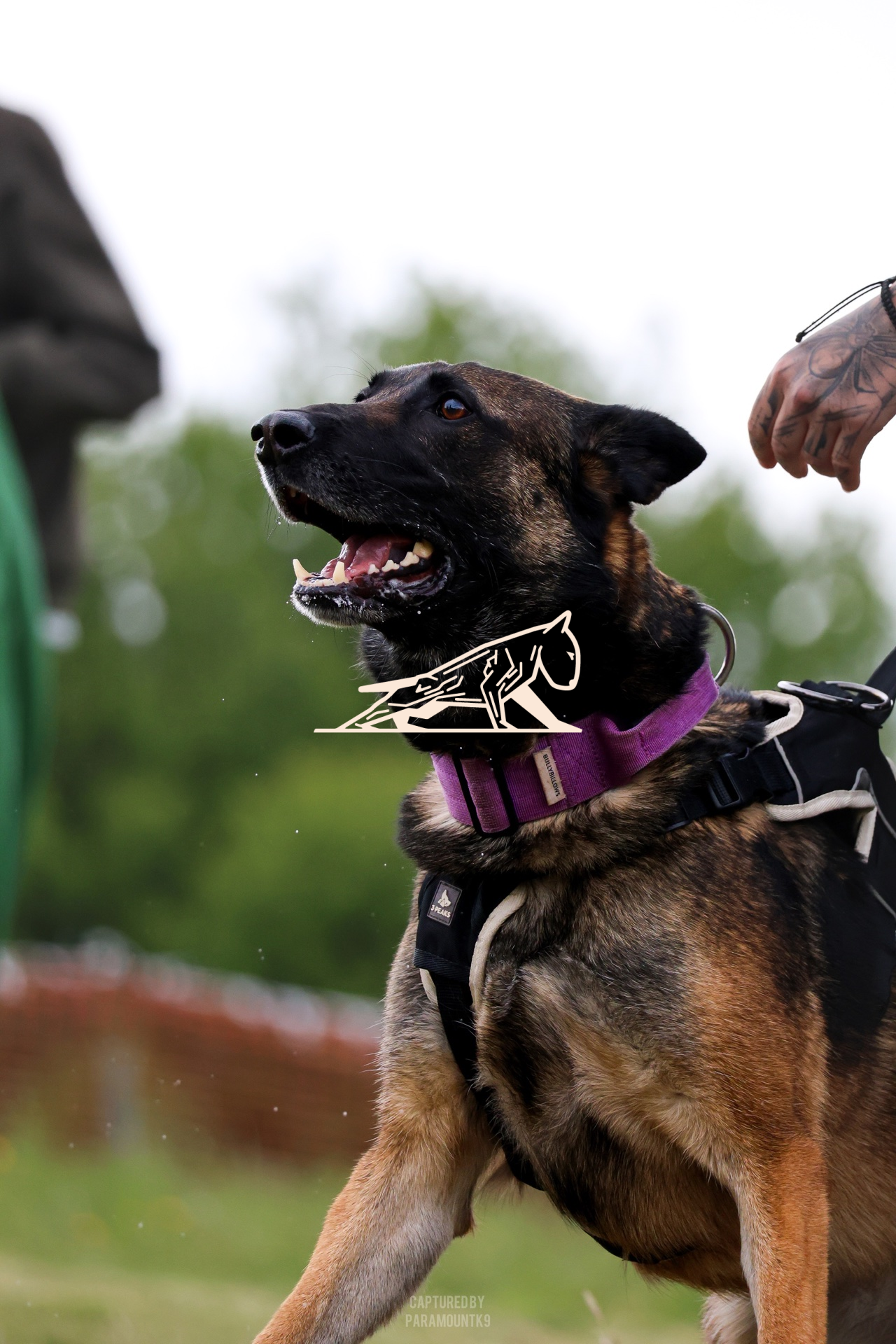 Top Line Canine Summer Opener - Image 122