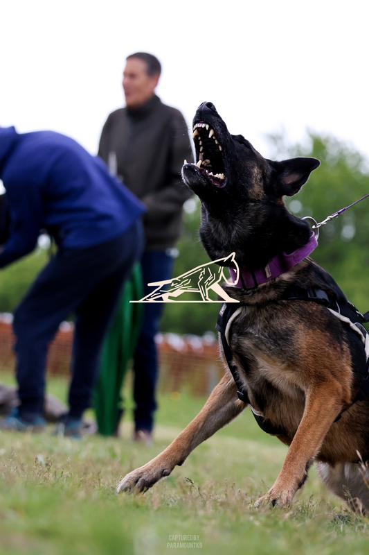 Top Line Canine Summer Opener - Image 123
