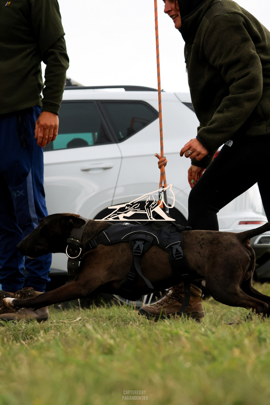 Top Line Canine Summer Opener - Image 125