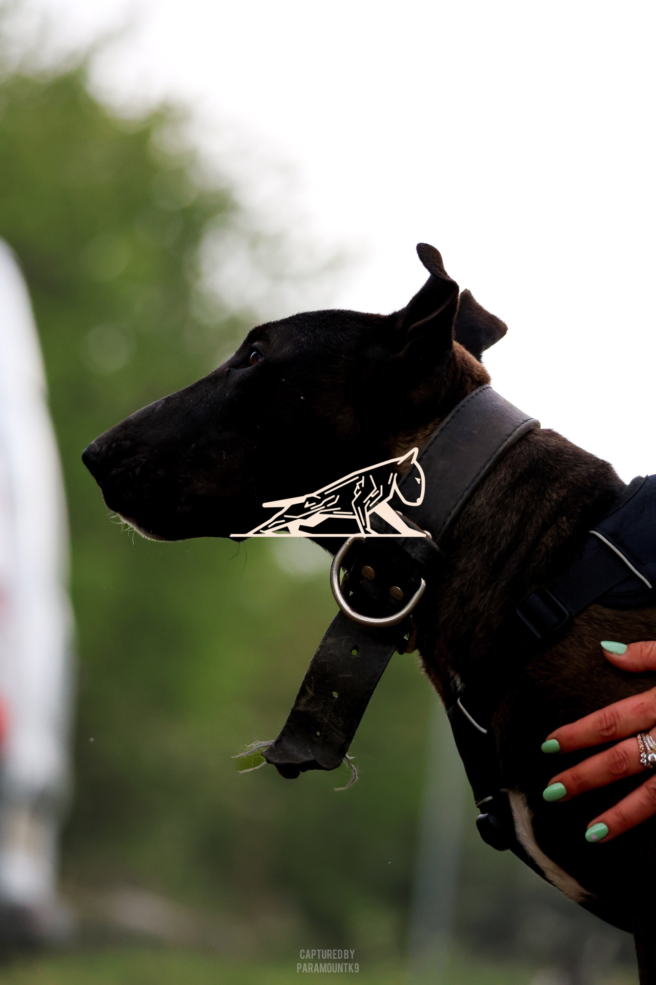 Top Line Canine Summer Opener - Image 128