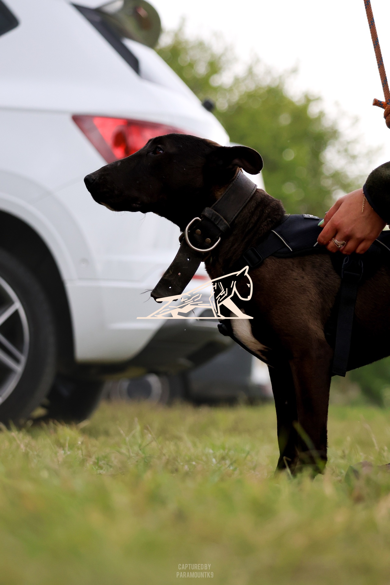 Top Line Canine Summer Opener - Image 129