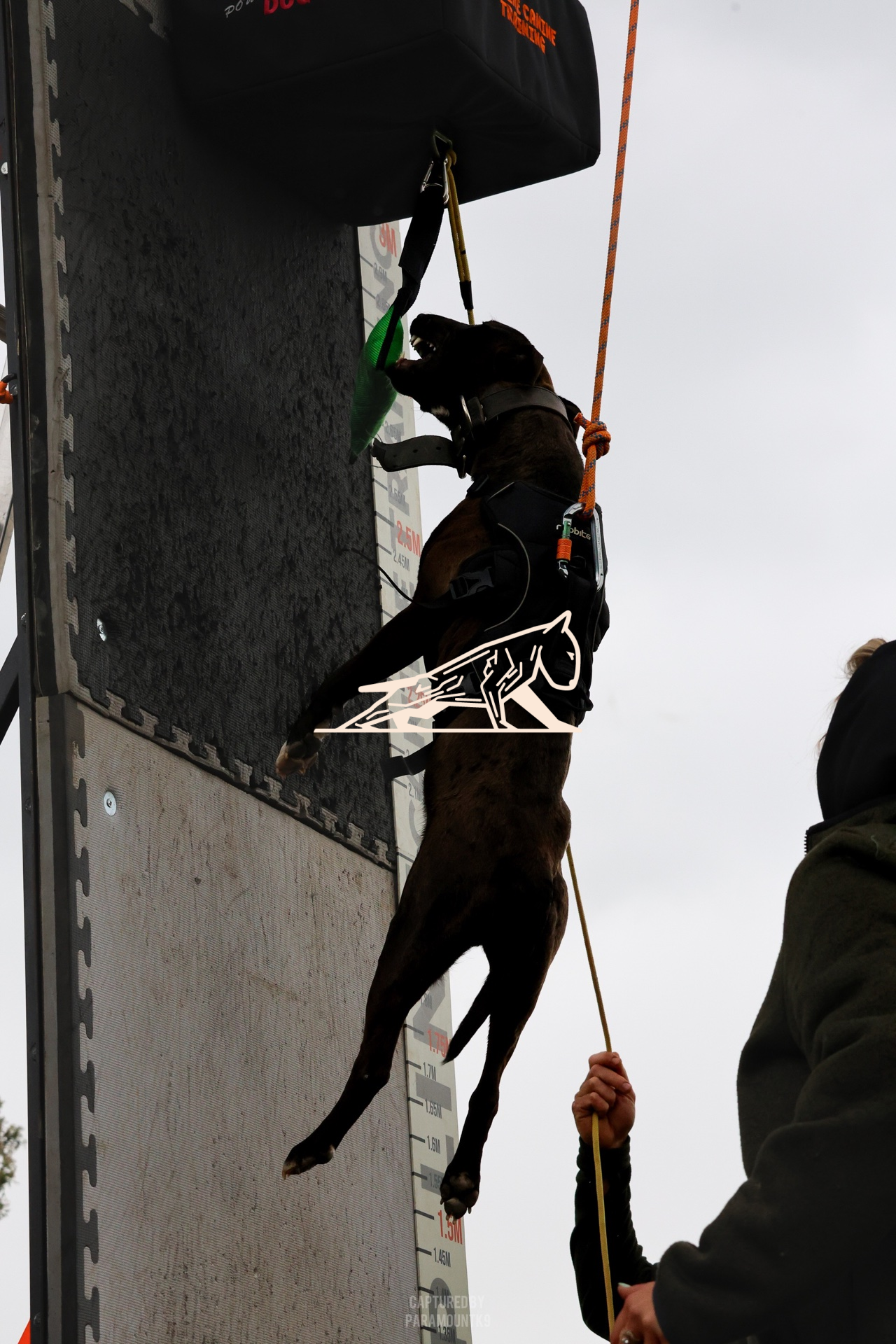 Top Line Canine Summer Opener - Image 130