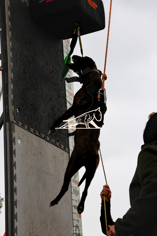 Top Line Canine Summer Opener - Image 130