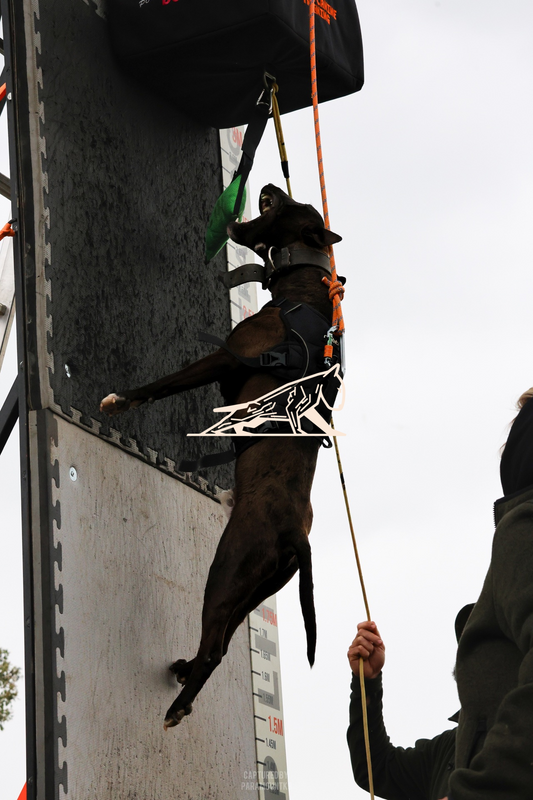 Top Line Canine Summer Opener - Image 131