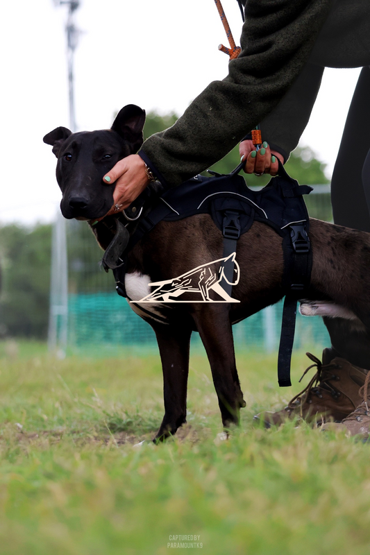 Top Line Canine Summer Opener - Image 132