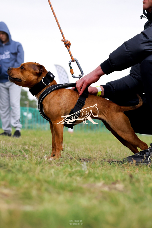 Top Line Canine Summer Opener - Image 135