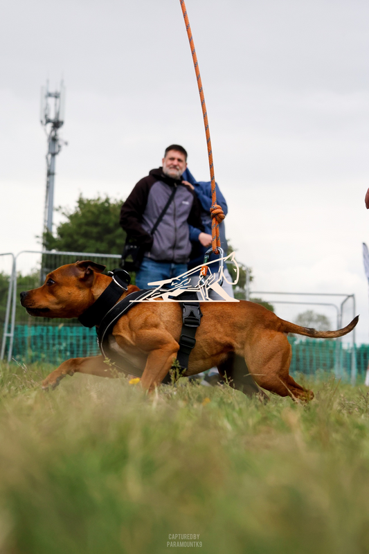 Top Line Canine Summer Opener - Image 138