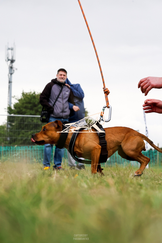 Top Line Canine Summer Opener - Image 139
