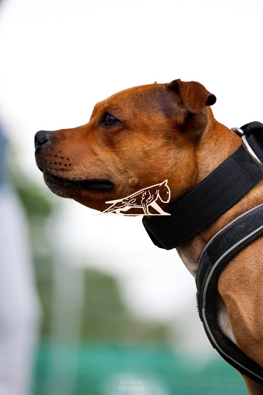 Top Line Canine Summer Opener - Image 140