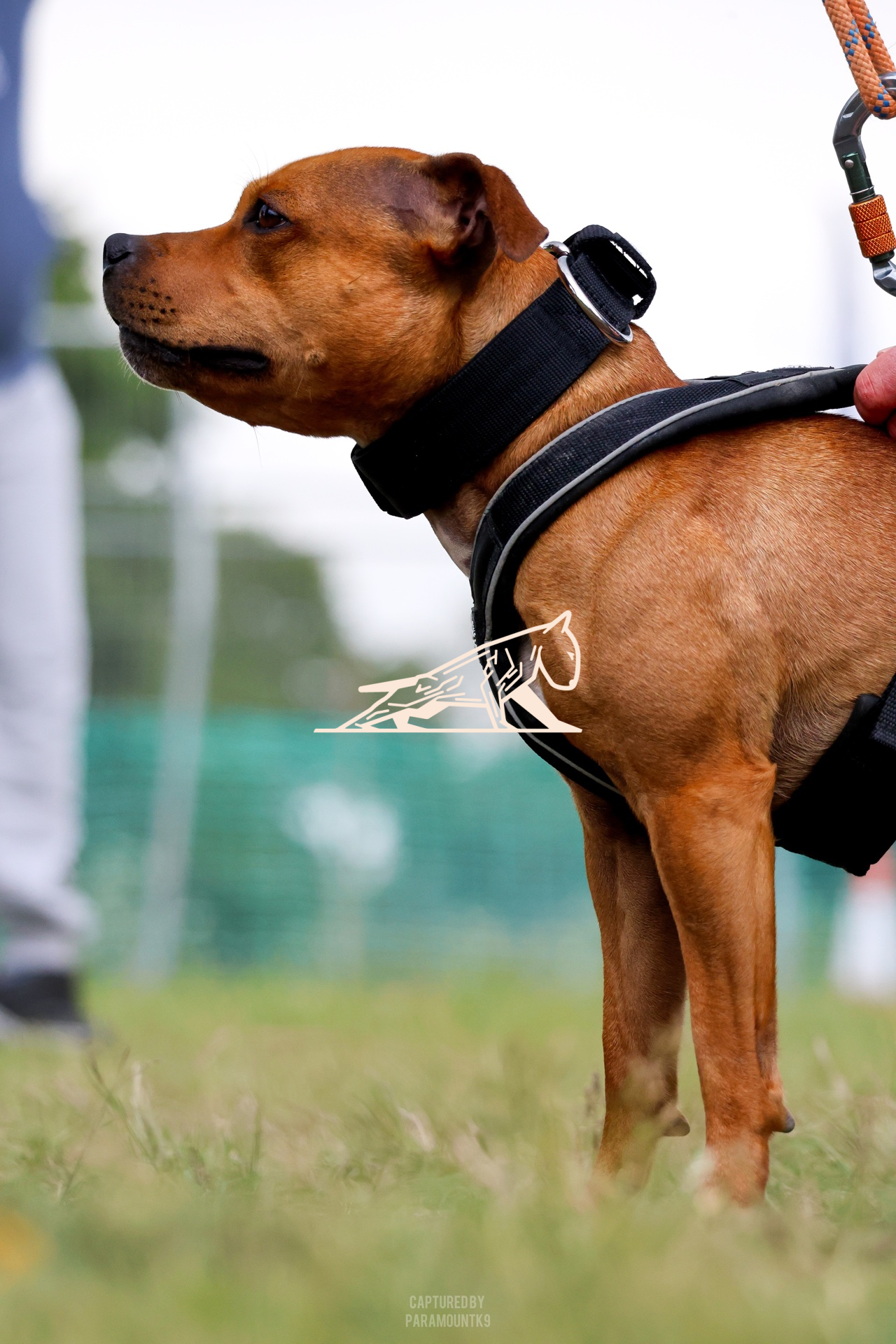 Top Line Canine Summer Opener - Image 141
