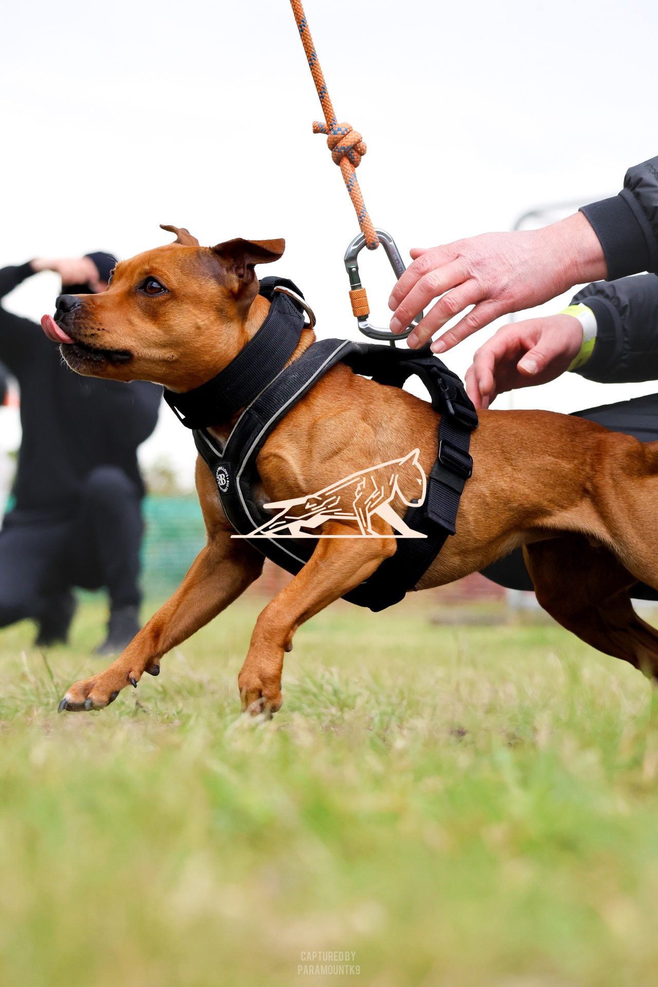Top Line Canine Summer Opener - Image 142