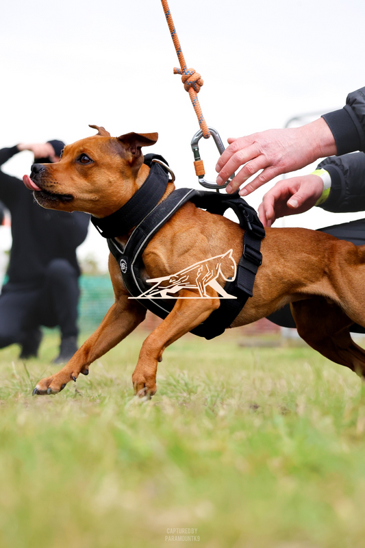 Top Line Canine Summer Opener - Image 142