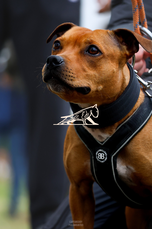 Top Line Canine Summer Opener - Image 144