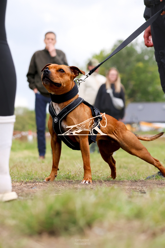 Top Line Canine Summer Opener - Image 147