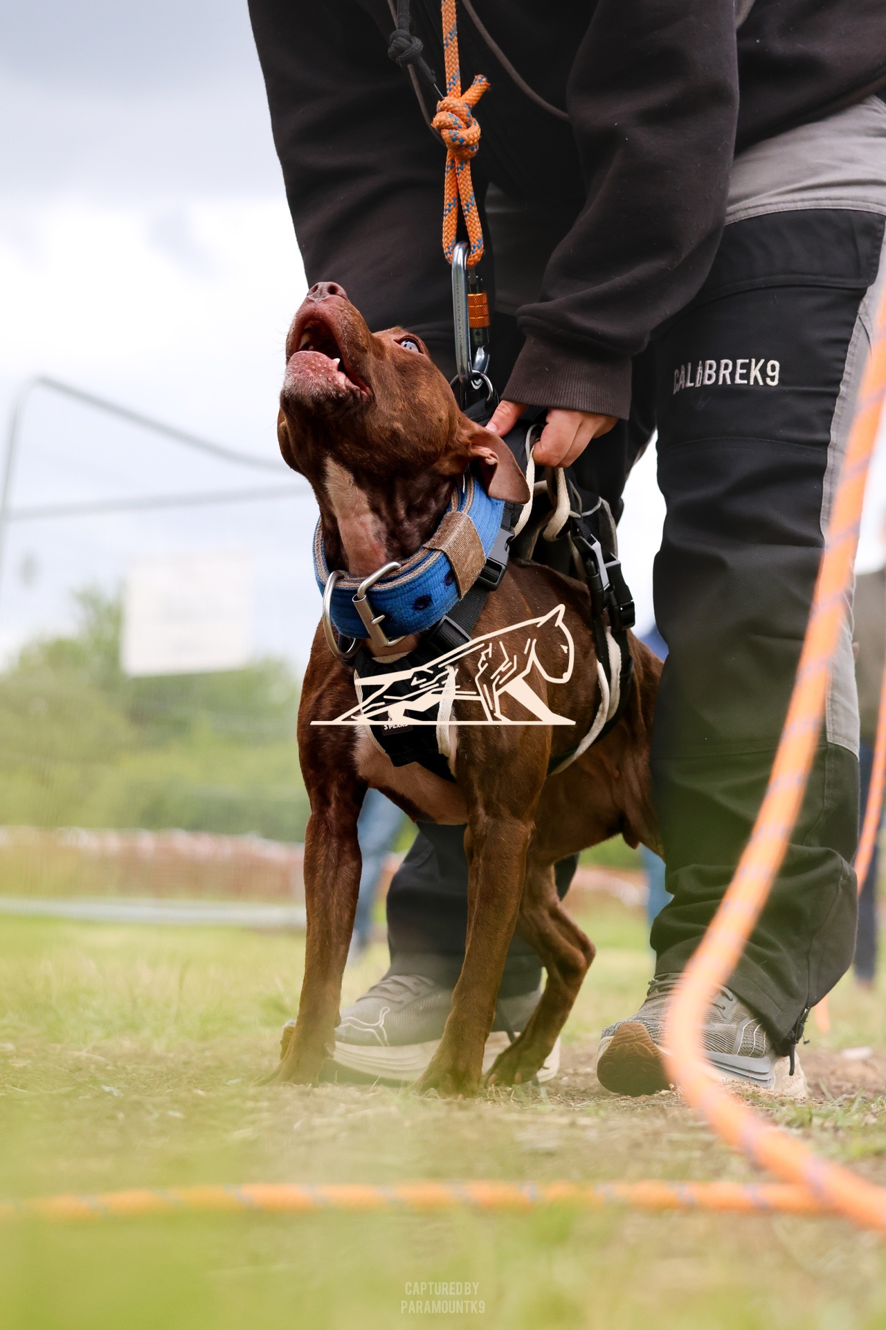 Top Line Canine Summer Opener - Image 149