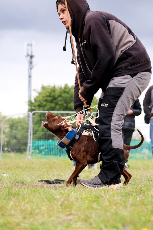 Top Line Canine Summer Opener - Image 151